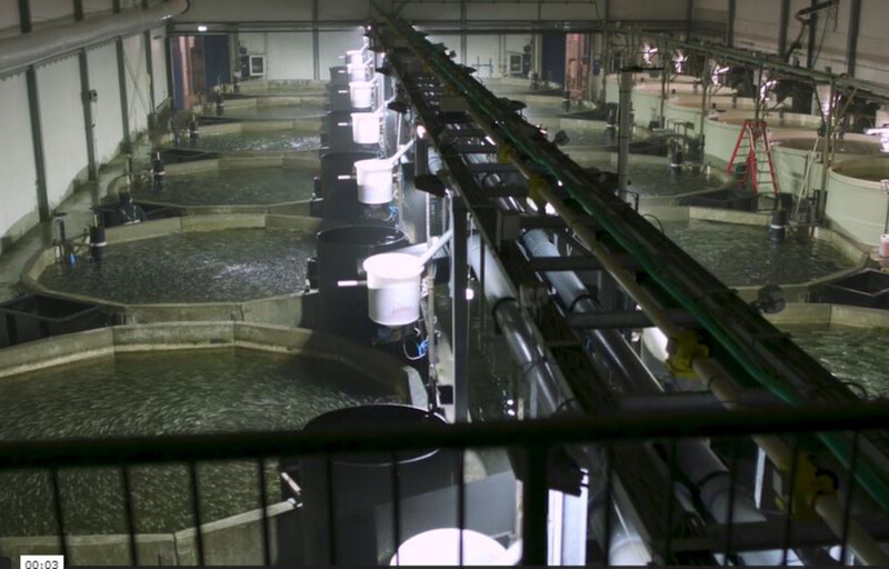 The interior of Kingfish Company's land-based recirculating aquaculture system facility