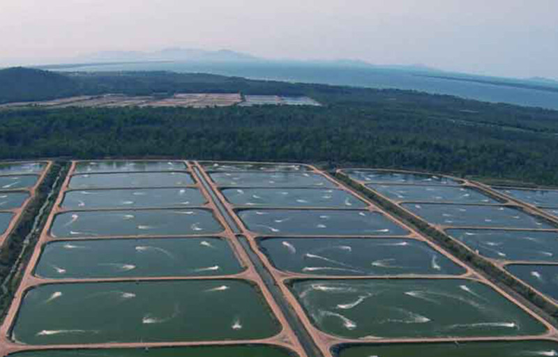 An aerial view of Seafarms Group's shrimp ponds