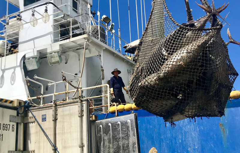 A fishing vessel catching yellowfin tuna