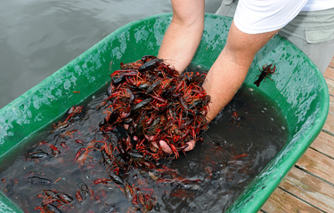 COVID-19 Outbreak Sickens 100 Workers In Louisiana Crawfish Industry ...