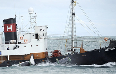 A Hvalur whaling vessel.