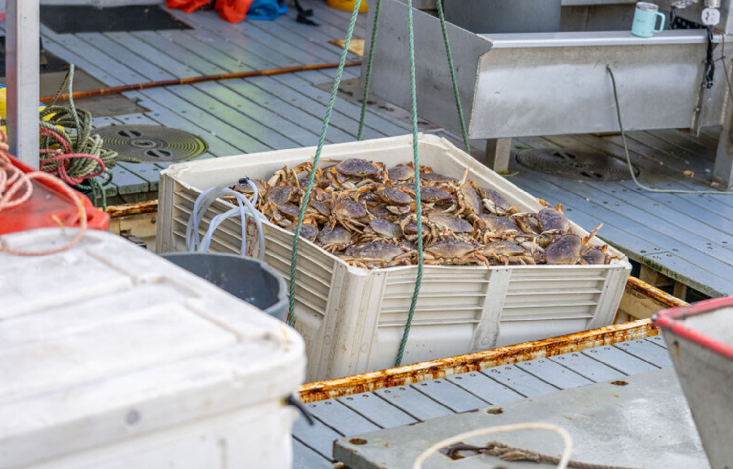 California Dungeness crab fishermen strike for better prices as season