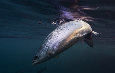 With First Harvest Imminent, Andfjord Salmon Secures Financing To Grow 