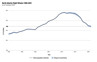 Around 340 North Atlantic right whales remaining as population