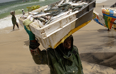 Fishmeal production causing crisis in Senegal, Mauritania | SeafoodSource