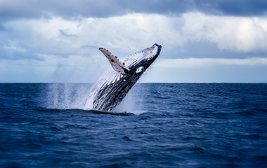 New NOAA Fisheries team will tackle Pacific humpback whale ...