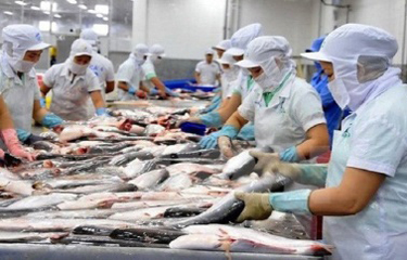 Vinh Hoan’s pangasius sales to US rebound in July | SeafoodSource