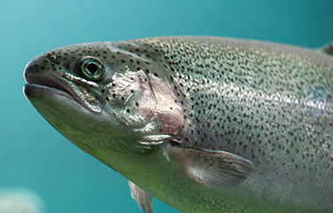 Researchers Confirm A World First Tenacibaculosis Found In Farmed Rainbow Trout Coho Salmon