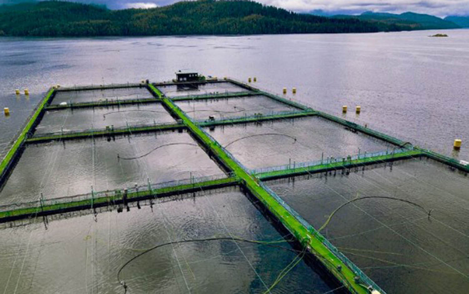 Nova Scotia company's innovations are improving the fish farming
