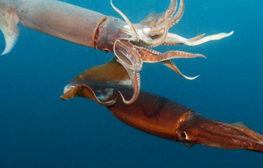 CALAMASUR seeks sustainable management of squid in South America