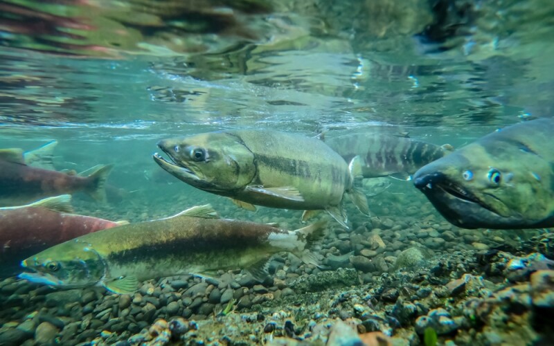 Salmon swimming in freshwater in the Pacific Northwest.