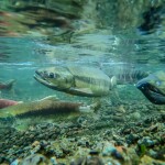 Salmon swimming in freshwater in the Pacific Northwest.