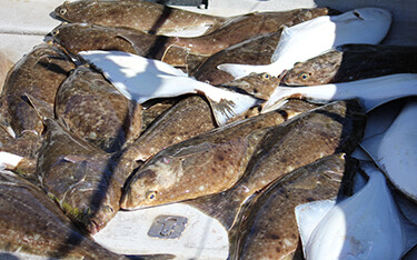 Halibut on a boat in Alaska.