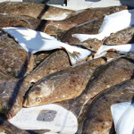 Halibut on a boat in Alaska.