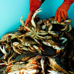 A container full of Dungeness crab.
