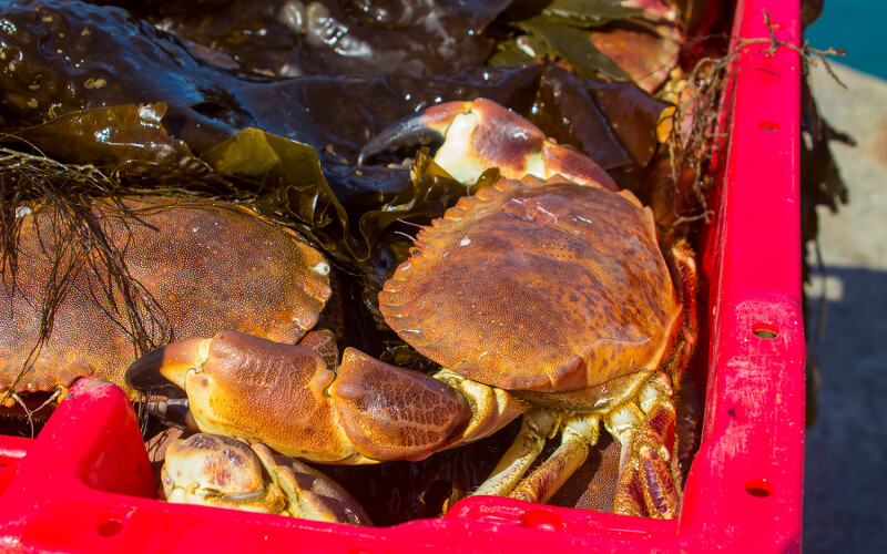 Irish crabs in a bucket