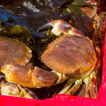 Irish crabs in a bucket