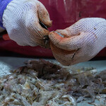 A worker peeling shrimp.