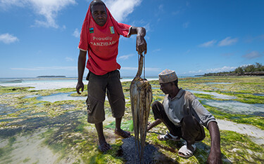 Tanzanian octopus fishermen posing with their catch.