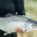 An Atlantic Sapphire employee holding a salmon.