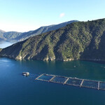 A New Zealand King Salmon farm.