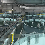 The interior of Proximar's salmon recirculating aquaculture system facility