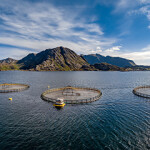 A salmon farm in Norway.