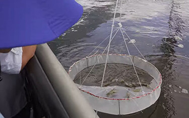 A Minh Phu shrimp farm.