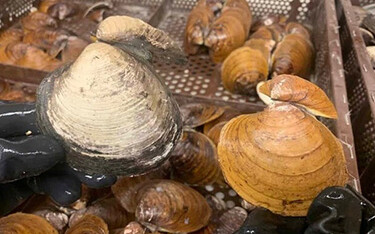 A sampling of ocean quahogs in trays.