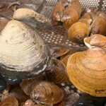 A sampling of ocean quahogs in trays.