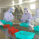 Shrimp preparations in China