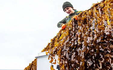 Atlantic Sea Farms kelp harvesting.