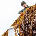 Atlantic Sea Farms kelp harvesting.