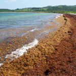A photo of a beach covered in seaweed