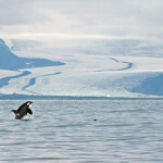 A photo of a killer whale