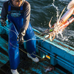 A jumbo squid being caught in a boat.