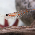 Antarctic krill.
