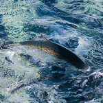 A SalMar salmon.