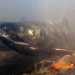 A photo of chum salmon