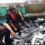 Inspectors with the U.S. Coast Guard and Canadian Coast Guard near a pile of illegal shark fins.