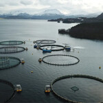 Eight of Nordic Halibut's net pens in a Norwegian Fjord.