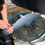 A WellFish tech employee taking a sample from a fish.