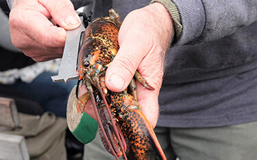 A lobsterman measuring the size of a lobster.