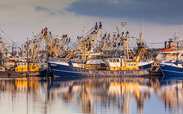 A fishing fleet at the dock in the Netherlands.