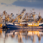 A fishing fleet at the dock in the Netherlands.