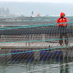 An former aquaculture net pen set up on Hope Island