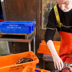 A man processing lobsters at the Orkney Fishermen's Society