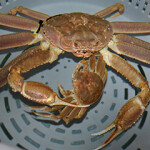 A photo of a snow crab