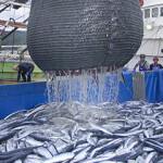 A net pulling up a catch of fish from a boat.