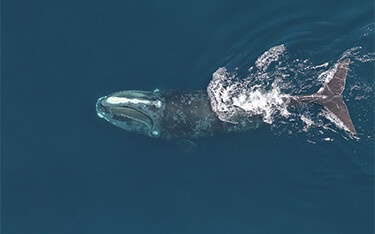 A photo of a right whale.